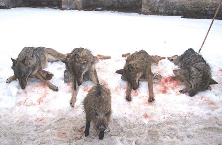 Grupo de lobos asesinados en la montaña leonesa. Imágen del gupo Gedemol