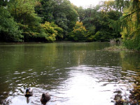 Anátidas en un pequeño lago, j...