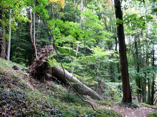 Un bosque centenario rodea del entorno del centro monástico. Guiarte Copyright