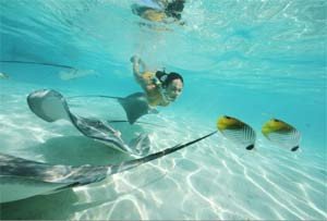 Peces raya, en aguas de Moorea. Tahití Turismo
