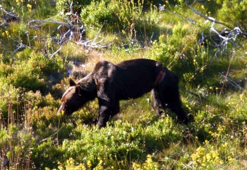 Un oso con un lazo aprisionándole el cuerpo, en el noroeste leonés. Imagen de la FOP, correspondiente a un caso detectado en 2008