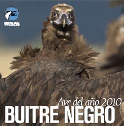 Buitre negro, ave del año 2010 para SEO/BirdLife