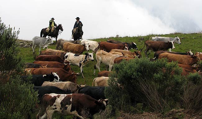 Gauchos condiciendo a las vacas en el camino de Cambará do Sul a Aparados da Serra. Imagen Guiarte Copyright