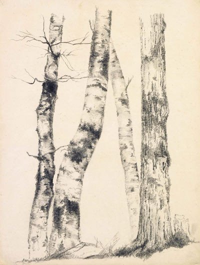 Estudio de cuatro troncos de árbol (tres abedules), 1855. Asher B. Durand