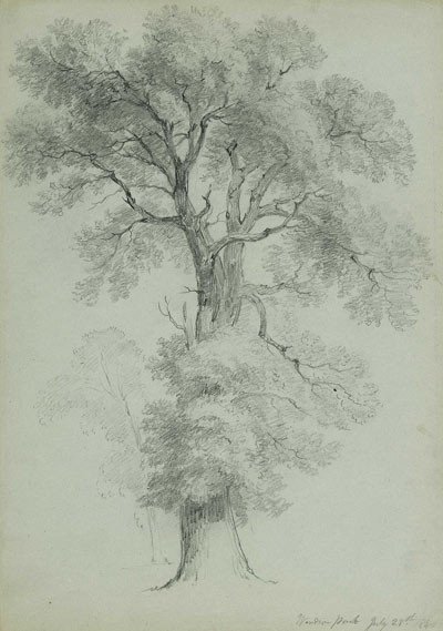 Estudio de árbol, Windson Park, Inglaterra, 1840. Asher B. Durand