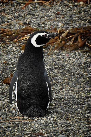 Pingüino en los islotes Tuckers. Imagen de Beatriz Alvarez. Guiarte Copyright
