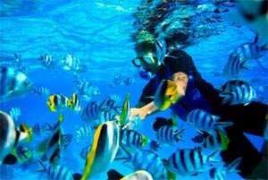Buceador contempla vistosas especies de peces en Bora Bora. Turismp de Tahití