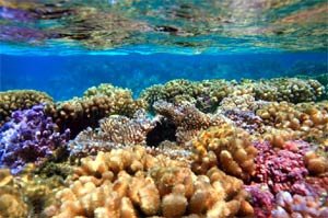 Jardín de corales, en Bora Bora. Turismo de Tahití