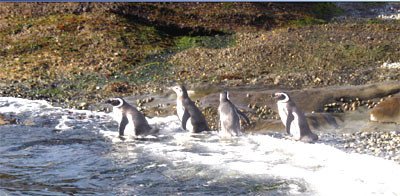 Pinguinos en los islotes Tuckers, visitados por el Stella Australis. guiarte.com. Copyright