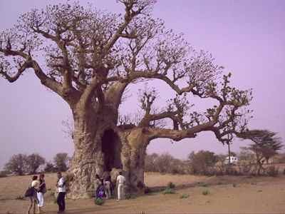 Un magnífico baobac, uno de los árboles más extraños de Senegal. Imagen de Miguel Moreno. guiarte.com