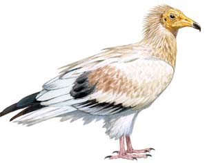 El alimoche, según la Enciclopedia de las Aves de SEO/BirdLife