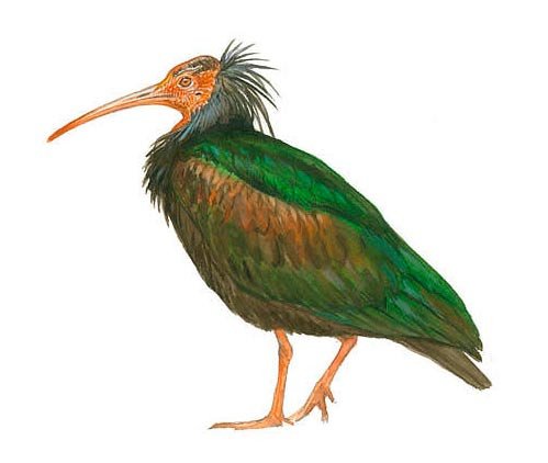 Ibis eremita. Dibujo del ave en la web de SEOBirdLife.