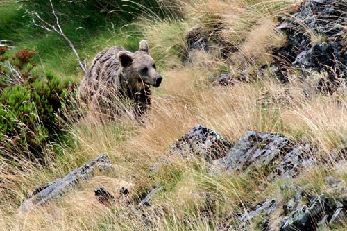 Imagen de un oso de la Cordillera Cantábrica. Fundación Oso Pardo