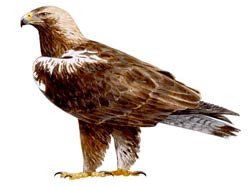 Águila Imperial Ibérica. SEO/Birdlife.org
