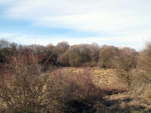 En medio del paisaje aparecen numerosos prados abandonados, rodeados de inmensos salgueros