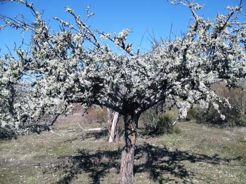 No es un manzano en flor... se trata de un manzano seco colonizado por líquenes.