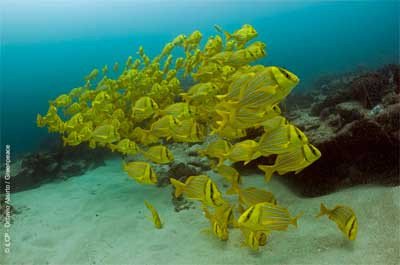 Cabo Pulmo tiene una imensa variedad de especias marinas. http://www.salvemoscabopulmo.org/