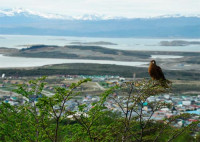 Un chimango, ave falconiforme...