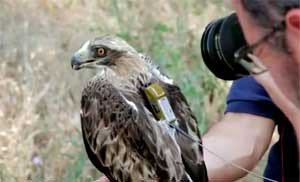 La tecnología al servicio del conocimiento de la migración de las aves. Imagen del video La migración de las aves. SEO/Birdlife Fundación Iberdrola.