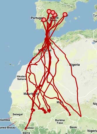 Más de 3.000 kilómetros separan las áreas de cria e invernada del águila calzada