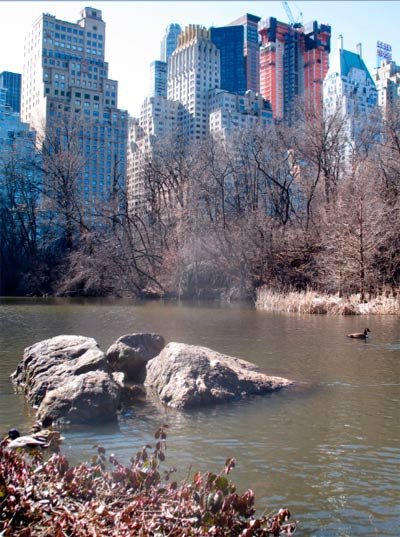 Central Park parece detener al cemento. Imagen de Tomás Alvarez. Guiarte.com