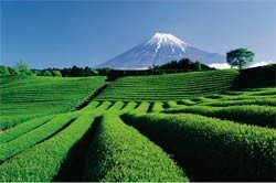 Plantaciones de té en Japon. Al fondo el monte Fuji. Imagen de la Oficina de Turismo de Japón