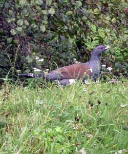 Un urogallo, ave en peligro de extinción en España. imagen de Seo BirdLife