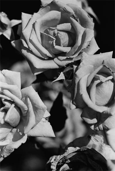 Peter Lindbergh. "Roses by...", 20 fotógrafos para una rosa.