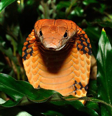 Cobra real (Ophiophagus hannah). Fotografía: Bosse Jonsson