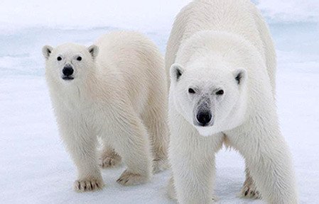 Imagen de http://www.savethearctic.org